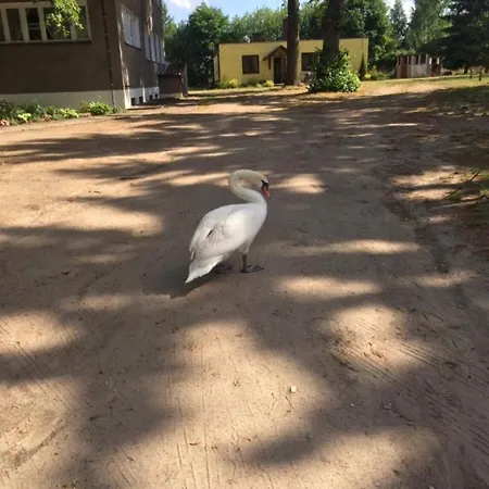 Borowiak * Szteklin